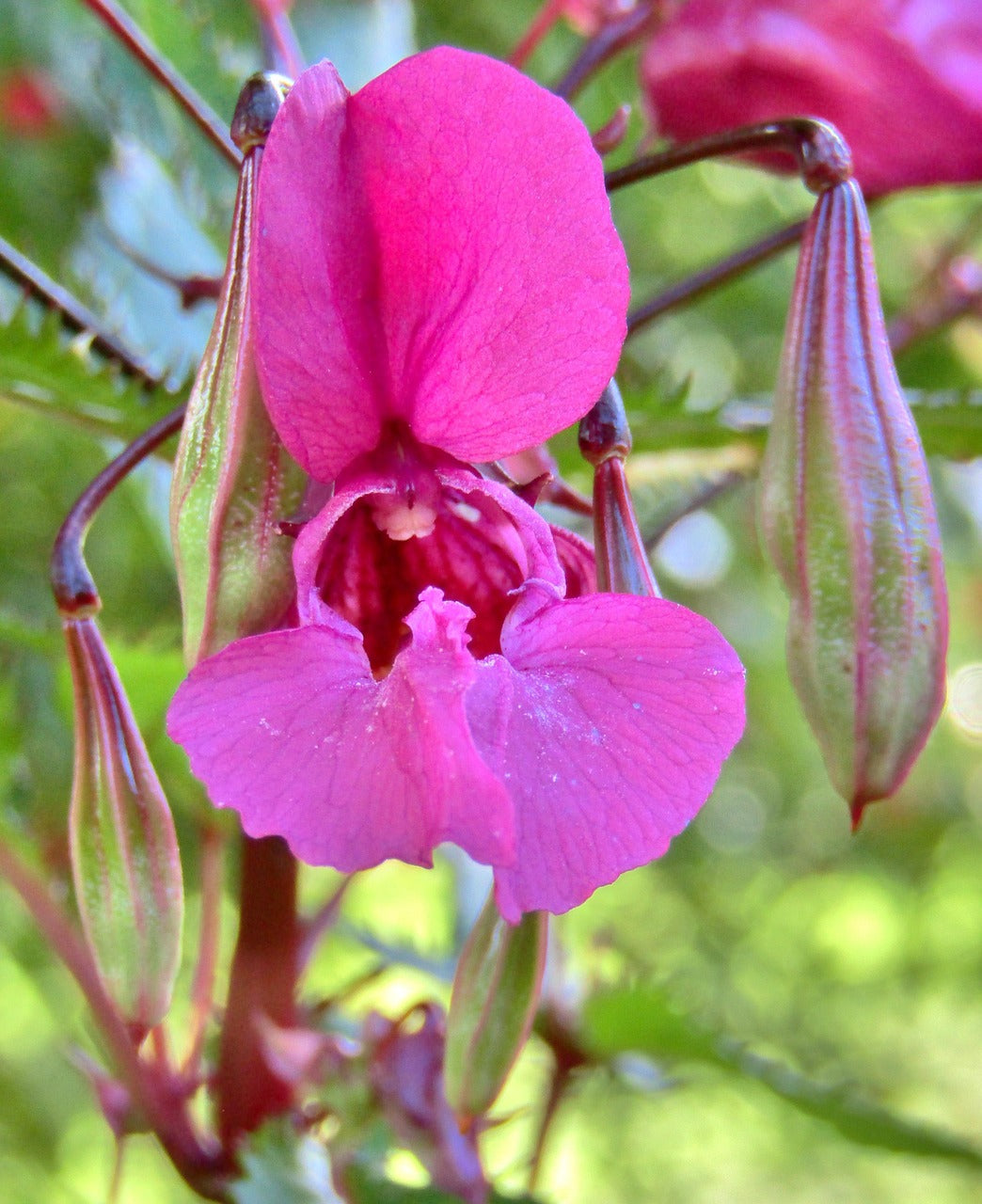 LOVILDS® Hemorrhoid Spray image LOVILDS® Hemorrhoid Spray